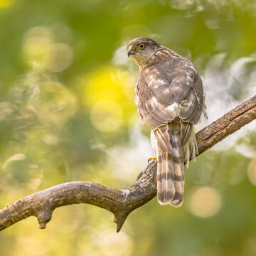 Eurasian sparrowhawk on branch looking for prey
