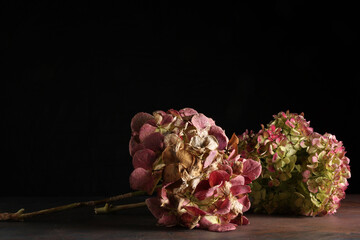 Mazzo di ortensie isolate su fondo scuro con fiori rosa e verde pallido; primo piano dei fiori...