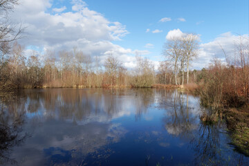 Fototapeta na wymiar Coquibus pond in winter season. Fontainebleau forest 