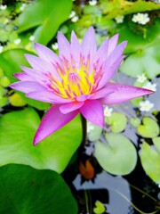 Bloom lotus 