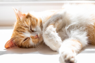 A fluffy cat with a white chest sleeps on the window, basking in the spring sun © Natalia