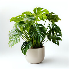 Monstera Plant in Elegant Pot on White Background

Vibrant Monstera deliciosa plant in a chic textured pot, isolated on white, perfect for interior design themes, home decor, and botanical illustratio