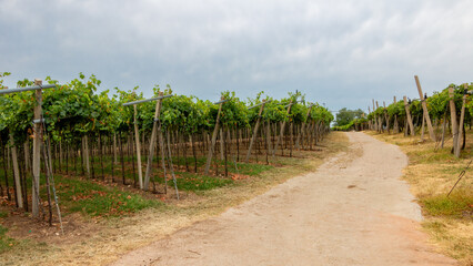 Obraz premium an old road runs through the Soave vineyards