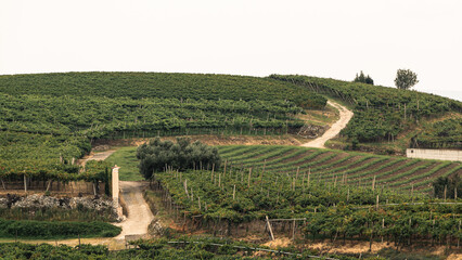 the rolling hills of Soave covered with vineyards
