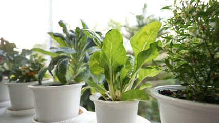 Growing Vegetables in white pots on the balcony