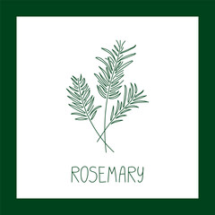 Rosemary herb hand drawn vector line illustration. Healthy natural plant, cooking, aromatherapy, garden, medicinal. Outline sketch floral doodle clipart