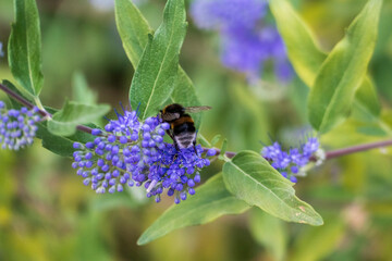 Biene - Hummel auf einer Bartblume Blüte sammelt Pollen 