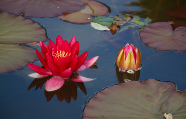 wonderful water lilies