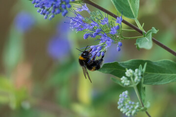 Biene - Hummel auf einer Bartblume Blüte sammelt Pollen 