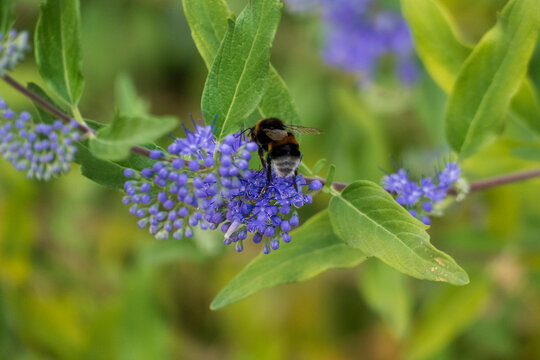 Biene - Hummel auf einer Bartblume Blüte sammelt Pollen 