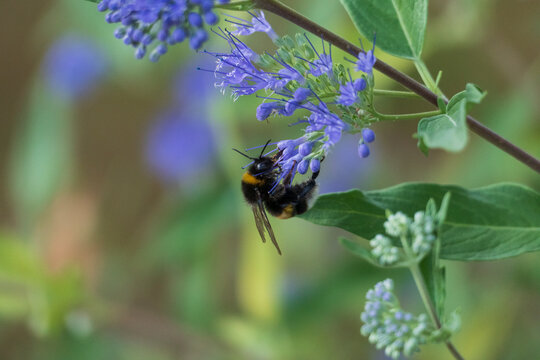 Biene - Hummel auf einer Bartblume Bl&uuml;te sammelt Pollen 
