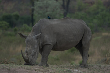 Fototapeta premium White Rhino