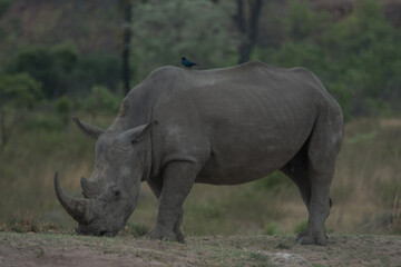 Fototapeta premium White Rhino