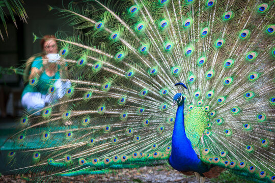 Peacock with feathers spreaded with woman behind taking pictures at Flamingo Gardens, Davie, Florida, USA