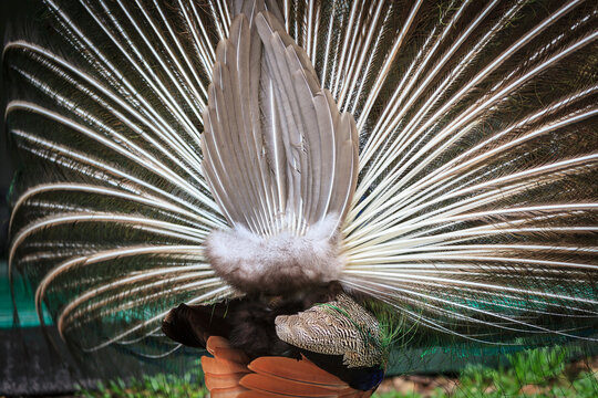 Rear view of peacock with feathers spreaded at Flamingo Gardens, Davie, Florida, USA