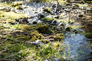 Obraz premium Fresh Water Flowing in a Pristine Green Mossy Forest Wilderness in Spring