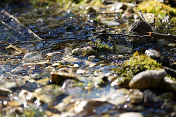 Fresh Water Flowing in a Pristine Green Mossy Forest Wilderness in Spring