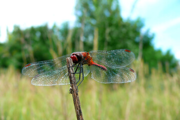 dragonfly on a branch