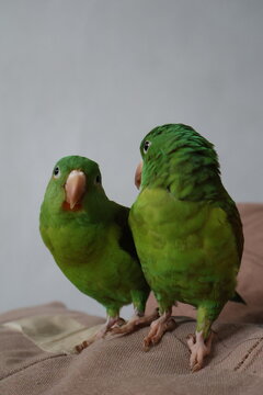 Pericos en casa, hermanitos