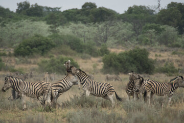 Fototapeta na wymiar fighting zebras