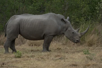 Foto op Plexiglas rhino in the wild © Stephen