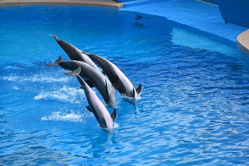 Fototapeta premium dolphin in the water