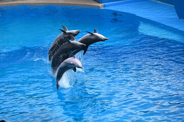 Obraz premium dolphin jumping out of water