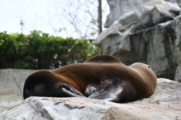 island sea lion
