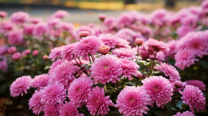  Pink lush chrysanthemums in the autumn garden