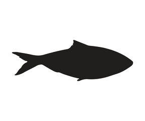 ilisha hilsa fish silhouette, white background