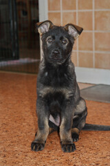 A gray German Shepherd puppy in a kitchen in Bredebolet in Skaraborg in Vaestra Goetaland in Sweden