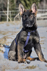 A gray German Shepherd puppy in a garden in Bredebolet in Skaraborg in Vaestra Goetaland in Sweden