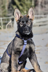 A gray German Shepherd puppy in a garden in Bredebolet in Skaraborg in Vaestra Goetaland in Sweden