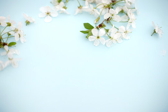 Spring white cherry blossom branches on blue. Floral pattern. Space for text. Banner or template. View from above, flat lay.