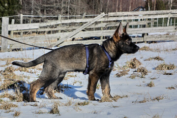 A gray German Shepherd puppy in a garden in Bredebolet in Skaraborg in Vaestra Goetaland in Sweden