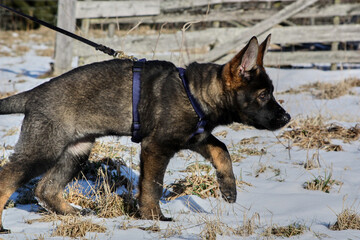 A gray German Shepherd puppy in a garden in Bredebolet in Skaraborg in Vaestra Goetaland in Sweden