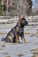 A gray German Shepherd puppy in a garden in Bredebolet in Skaraborg in Vaestra Goetaland in Sweden