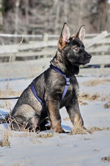 A gray German Shepherd puppy in a garden in Bredebolet in Skaraborg in Vaestra Goetaland in Sweden