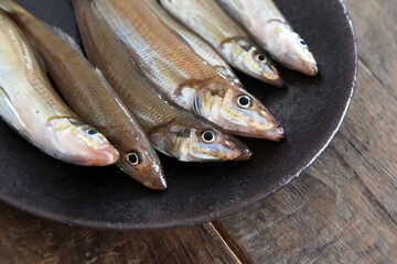 釣りたてのシロギス