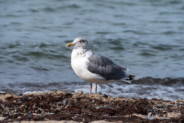 Möwen - Vögel der Ostseeküste im Nationalparks Vorpommersche Boddenlandschaft