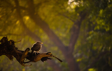 Jungle babbler
