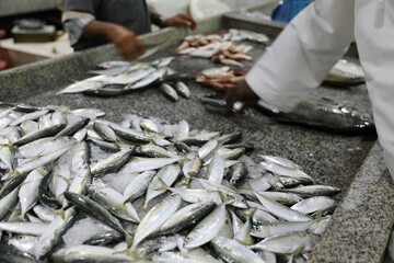 fish market - Barka, Muscat, Oman