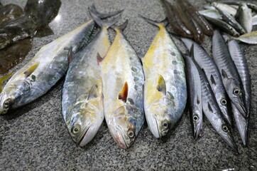 fish market - Barka, Muscat, Oman