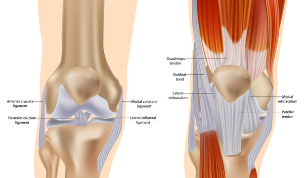 Knee anatomy including ligaments, cartilage and meniscus. Detailed Anatomy of the Knee Joint. Muscles and Tendons