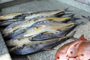 fish market - Barka, Muscat, Oman