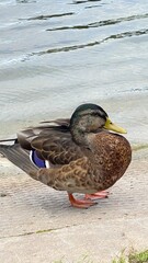 duck on the lake