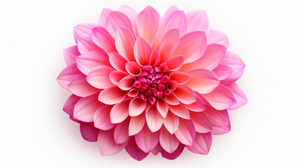  Flower head of dahlia isolated on a white background