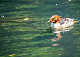 Common Merganser (Mergus merganser) in North America