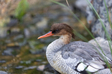 Common Merganser (Mergus merganser) in North America
