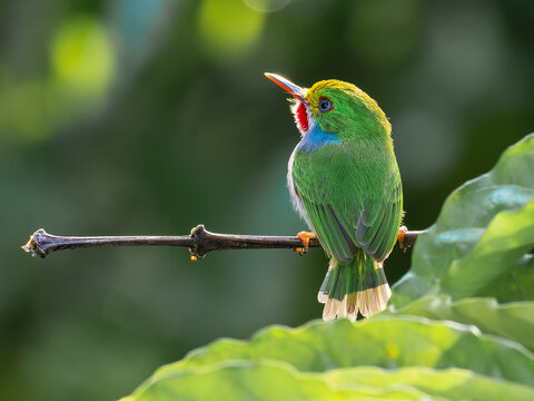 Cuban tody
